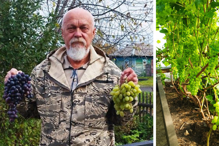 Виноградную плантацию на огороде создал житель Новосибирской области