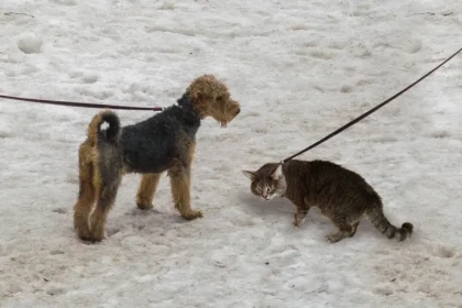 Терьер Арчи и кошка Соня чаще всего сбегают от новосибирцев