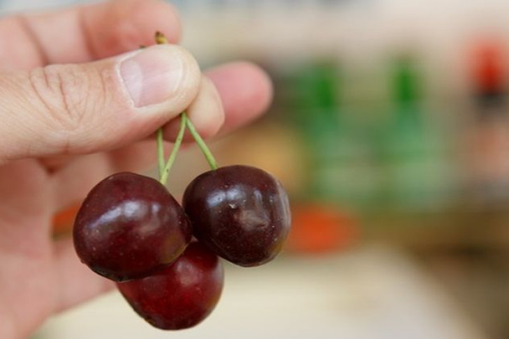 Восемнадцать тонн подозрительной черешни не пустили в Новосибирск 