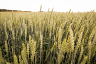 Инженер из НГТУ создал портативный влагомер для зерна