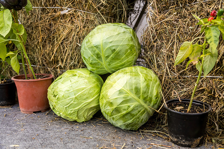 Холод задержится в Новосибирске в день Сергея Капустника 8 октября