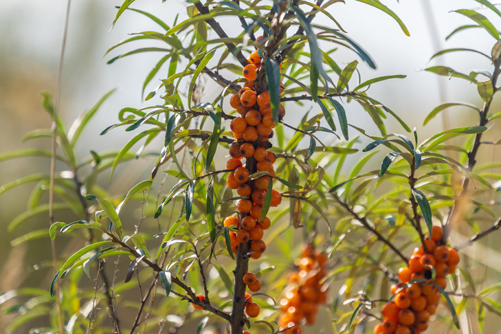 Потепление до +28 градусов в Новосибирске объявил синоптик Вильфанд