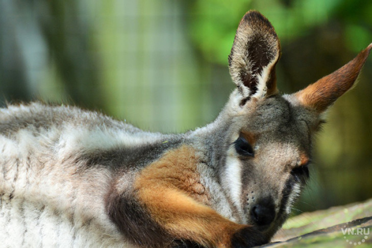 Самка кенгуру Беннетта переехала в Новосибирский зоопарк из Ярославля