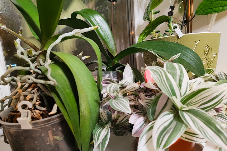 В Новосибирске ботаники назвали потенциально смертельные комнатные цветы