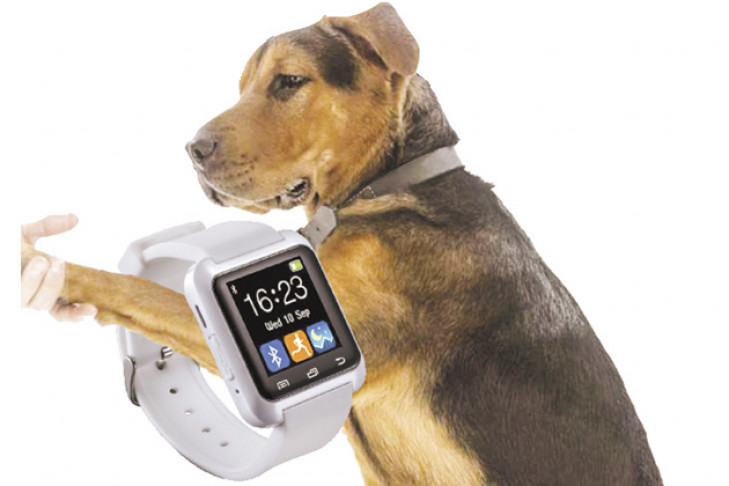 Ошейник-гаджет с GPS для собак разрабатывает стартапер