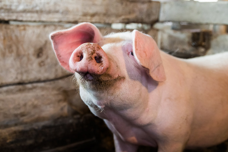 Полмиллиона за свинский поступок заплатил фермер из Довольного