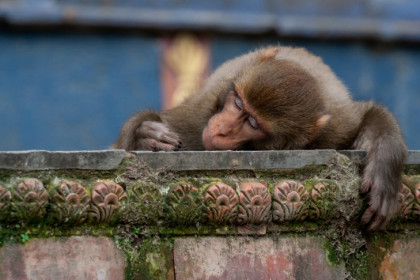 Приматы в Новосибирске никогда не болели оспой обезьян, рассказали в зоопарке