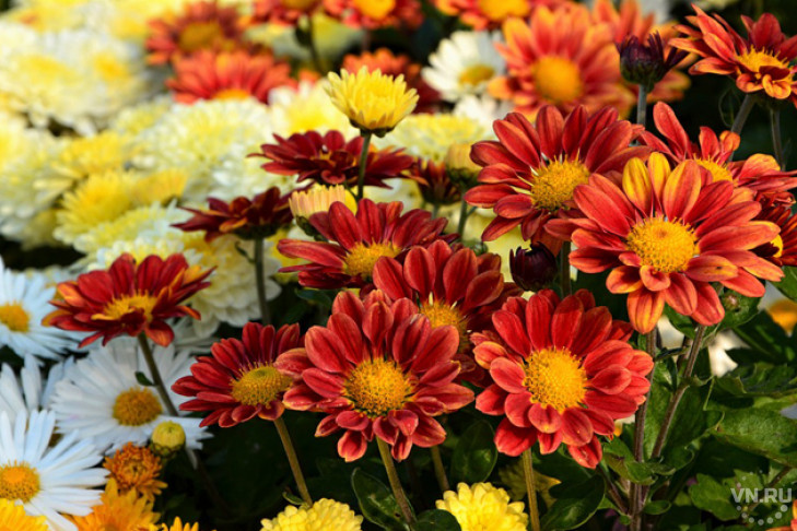 Какие цветы подарить учителю на первое сентября? | Flowers Valley