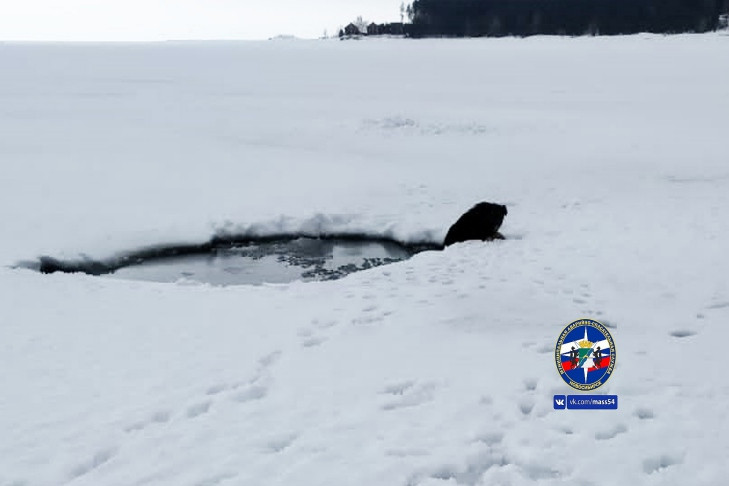 Муму вызволили из водного плена с помощью лестницы на Обском водохранилище