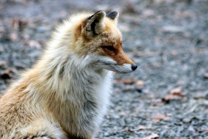 Бешеная лиса нападает на домашних животных в Кыштовке 