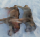 Волки в Бергуле: двое хищников ликвидированы