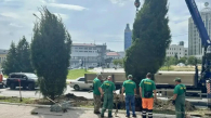 В Новосибирске высадили высокие ели на Аллее Памяти