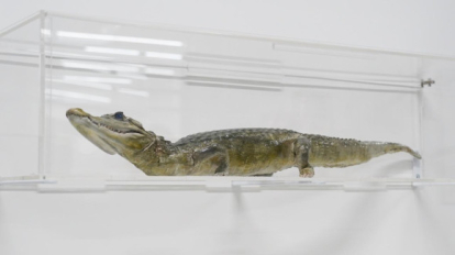 В музее СУНЦ НГУ подготовили новое место для крокодила