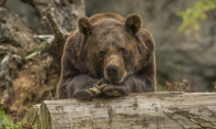 В Минприроды опровергли нападение медведя на охотника из Новосибирска и его сына