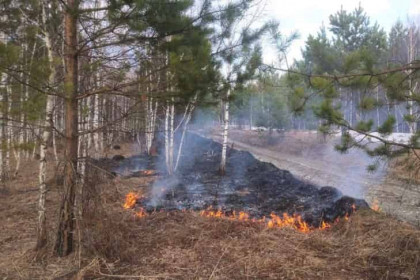 Жительница Академгородка с веником спасла лес от пожара