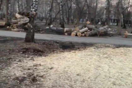«Как-то пусто стало»: на массовую вырубку в «Березовой роще» опять жалуются новосибирцы