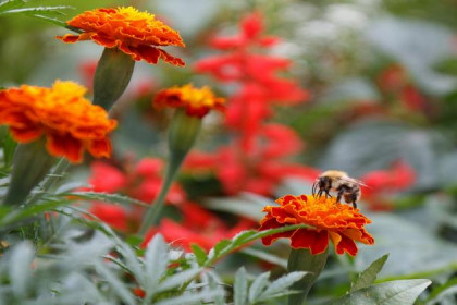 На треть меньше цветов высадят на клумбы Новосибирска