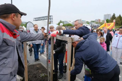 Черемуху высадили на Михайловской набережной