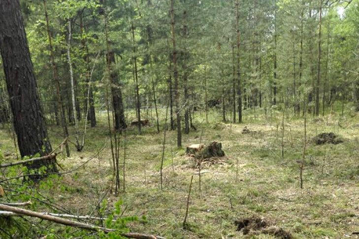 Лес в Абрашино рубят на законных основаниях – Минприроды