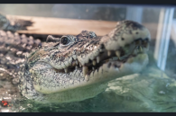 Новосибирского крокодила Кузю хотят вернуть на Кубу