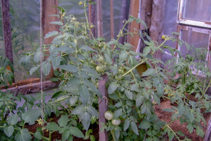 Точную примету для высаживания помидоров назвал агроном Мармулев