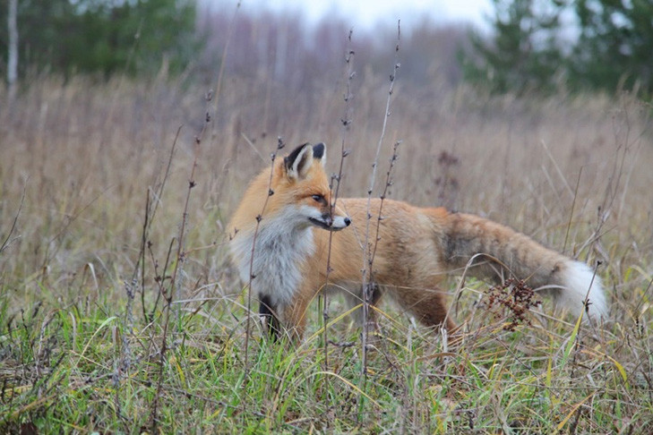Приманки для лисиц появились в лесах Новосибирской области