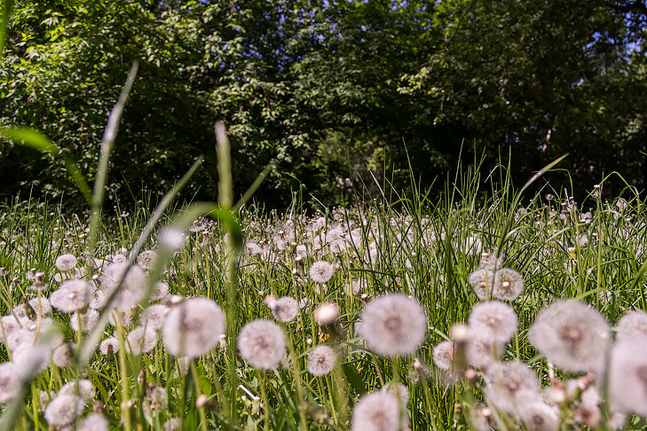 Об опасности уничтожения одуванчиков на даче рассказала агроном Шубина в Новосибирске