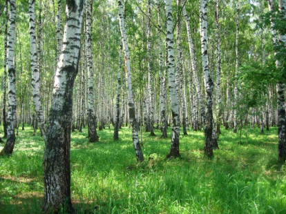 План по лесовосстановлению перевыполнен в Новосибирской области