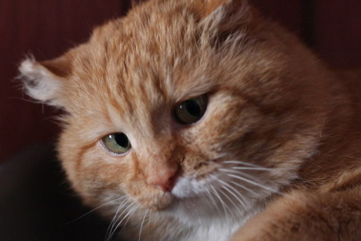 Рыжий кот-жиробас пережил двух хозяек и ищет третью 