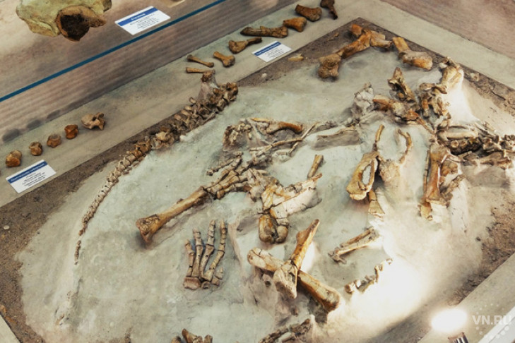 Динозавры из Кузбасса появились в новосибирском музее природы