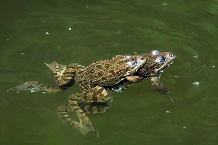 «Лужей разврата» назвали новосибирцы водоем с лягушками у «Сибирь-Арены»