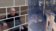 Сибиряк изнасиловал и скормил свиньям дочку своего начальника