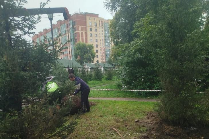 Более 2000 деревьев и кустарников высадят в «Березовой роще» в Новосибирске