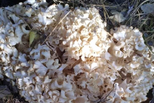 Редчайший гриб со вкусом ореха нашла в лесу жительница Новосибирска