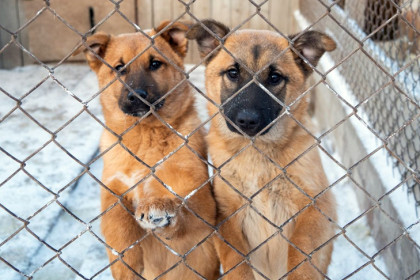 Под новый приют для животных: Новосибирская ТЭЦ-3 поставила золошлаки для стройплощадки