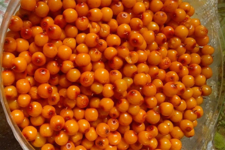 Срочно собрать облепиху призвал новосибирцев биолог Алексей Яновский