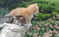 Бердская семья ищет дом для очаровательных котят
