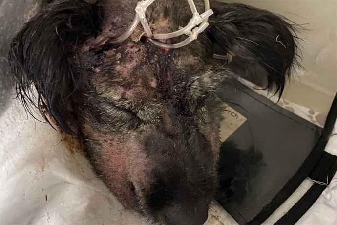 Кобеля Кешу спасают после нападения стаи собак в Новосибирске
