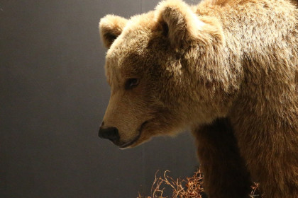 Охота на медведей объявлена с 1 августа в Новосибирской области