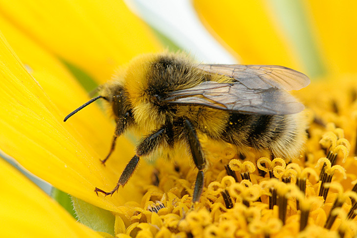 Нашествие агрессивных пчел из-за химикатов зафиксировано под Новосибирском