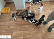 Жительница Новосибирска отсудила у кошатницы 10 тысяч рублей