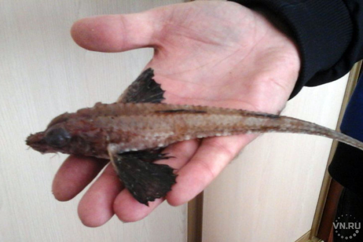  Жуткая рыба с крыльями из Чанов озадачила ученых Европы