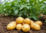 Посадили одно ведро, собрали двадцать: новые сорта картофеля для Сибири