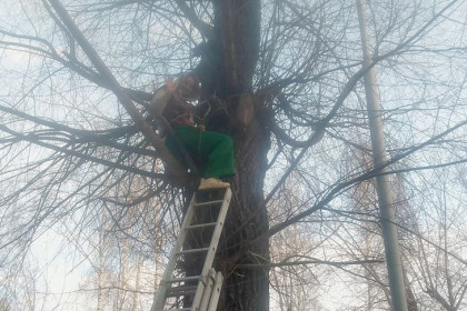 Зависла на дереве ради кота: подробности спасения девушки рассказали спасатели