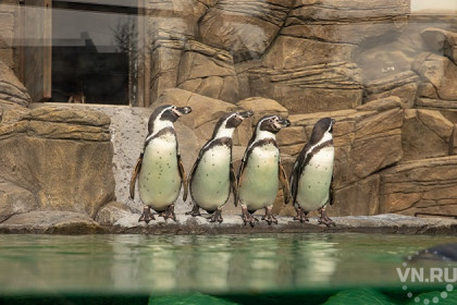 Что воруют пингвины в Новосибирском зоопарке