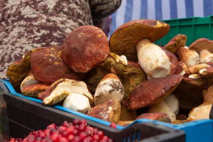 Снежная зима обещает грибной бум: новосибирцы готовятся выйти на тихую охоту