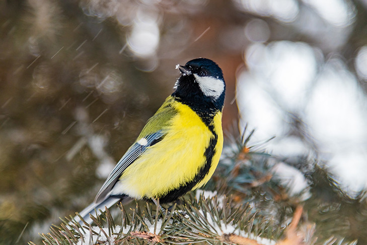 Об изменении погоды с 20 октября предупредили синоптики в Новосибирске