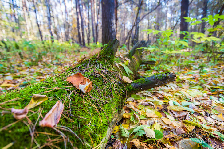 Пятеро пропавших жителей Новосибирской области найдены мертвыми в августе-2025