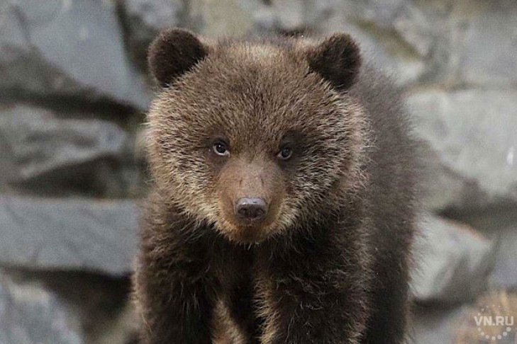 Планы по новым вольерам для медведей раскрыли в Новосибирском зоопарке