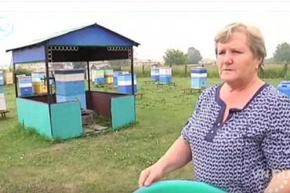 Цена на рапс убила пчел в Болотнинском районе 